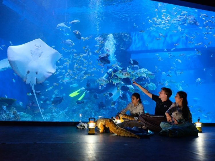 Jakarta Aquarium, Not Just Entertaining but Also Educate